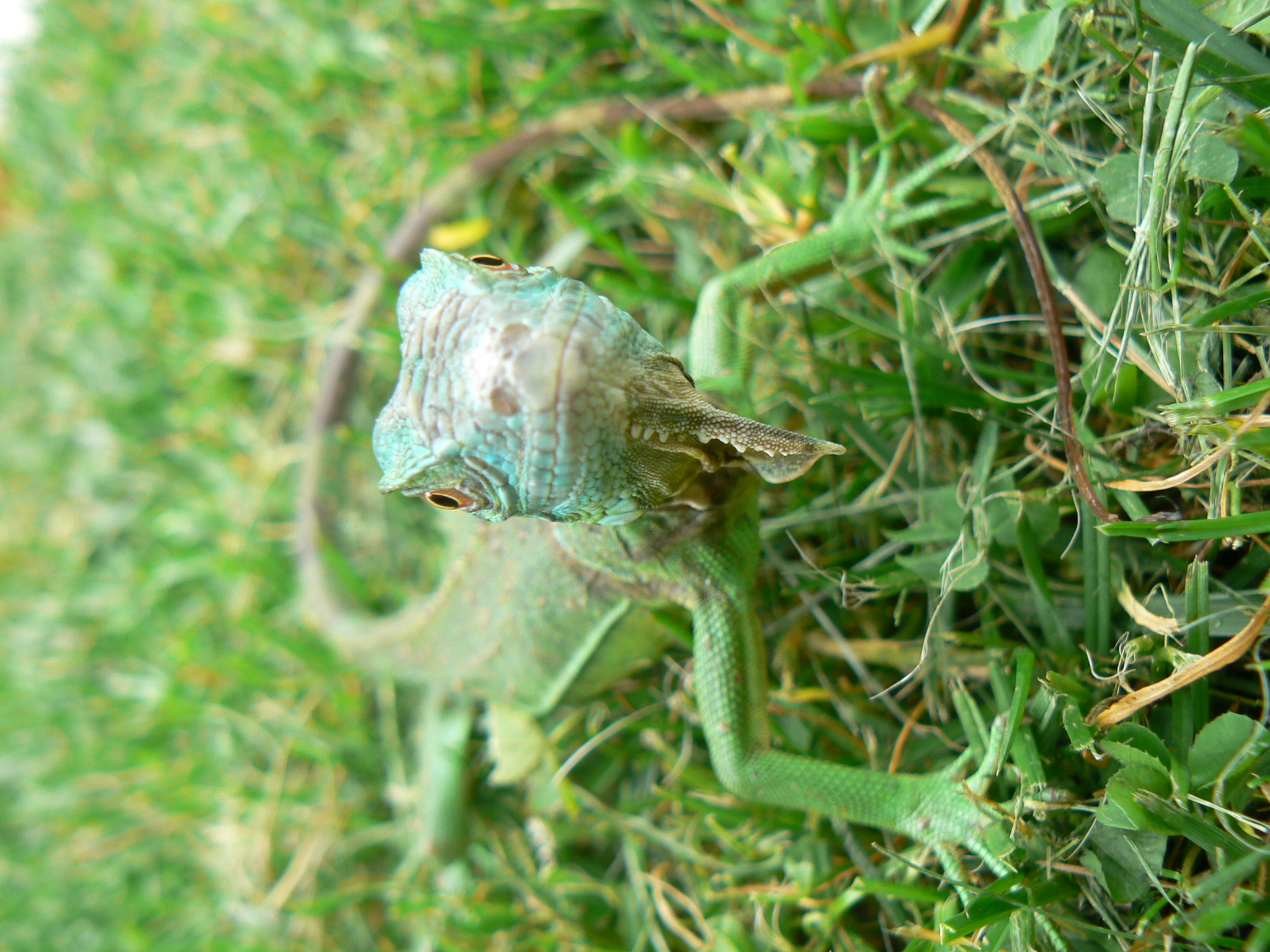 P1020446.JPG